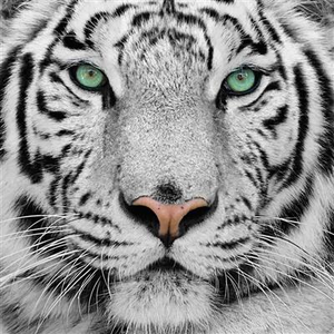 Craft Buddy Ltd. CAK-A96M Crystal Art - Weißer Tiger - 30 x 30 cm mit Rahmen