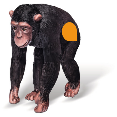 Ravensburger 00364 tiptoi Spielfigur Afrika - Schimpanse